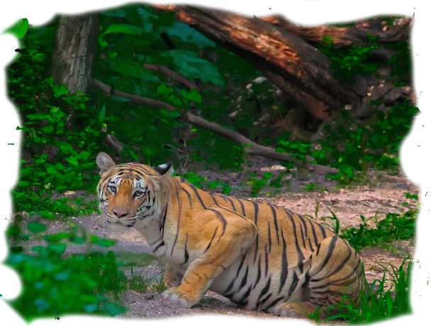 tiger